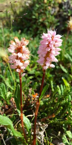 Pink Flower