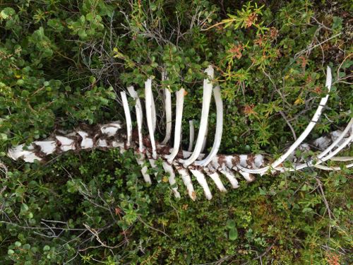 Dall Sheep carcass