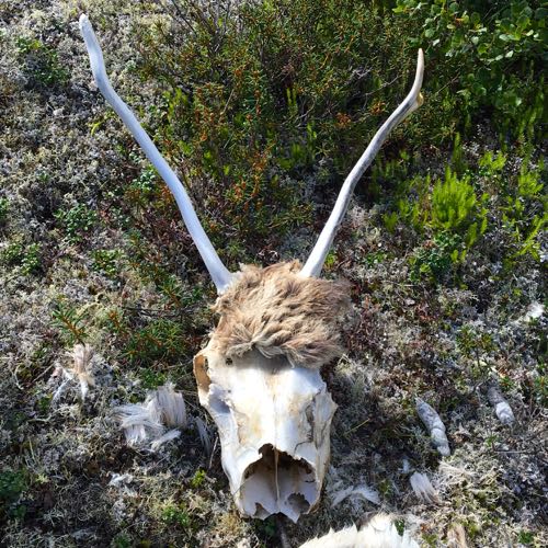 Caribou Skull