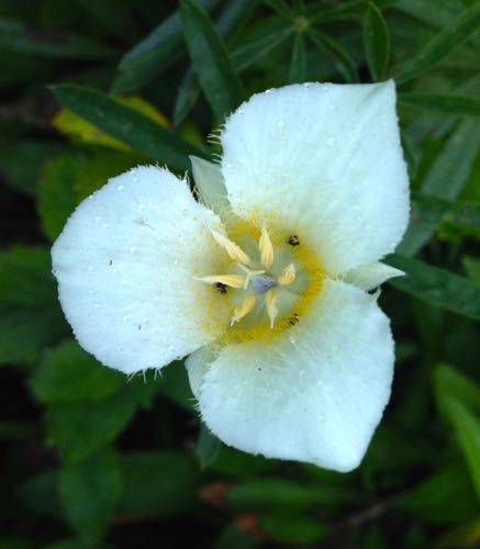 Sego Lily