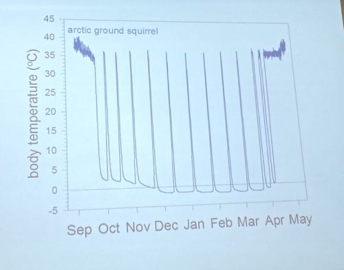 Arctic Ground Squirrel Hibernation Cycle