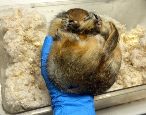 Arctic Ground Squirrel Cage