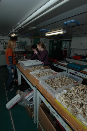 Sorting Corals