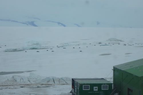 Weddell seals