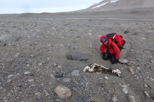 Seal mummy