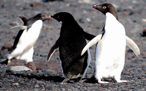 Adelie penguins