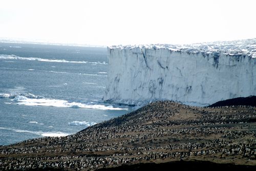 Adelie penguin rookery