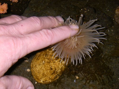 Cold water aquarium, yes my hand was cold.