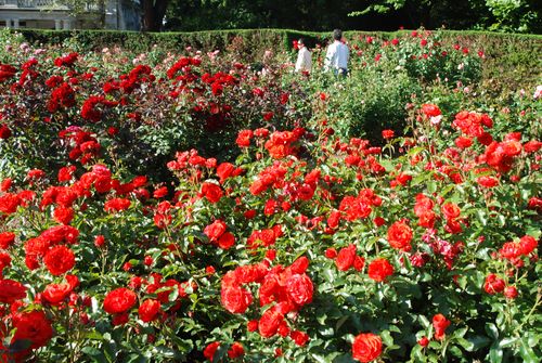 Christmas Rose Garden