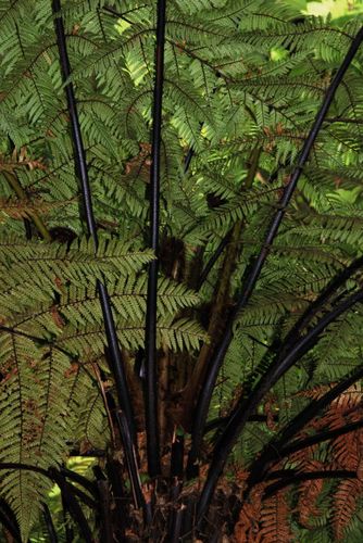 TreeFern