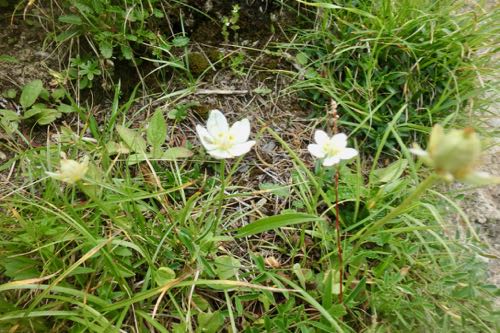 Mossy Saxifrage