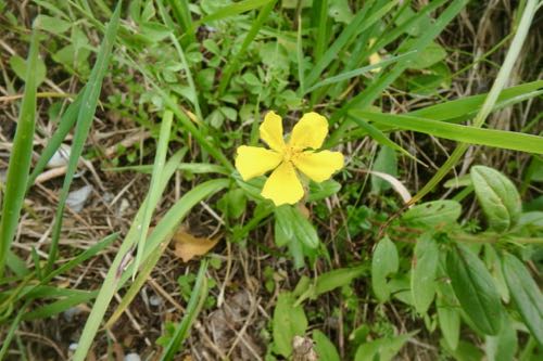 Golden cinquefoil