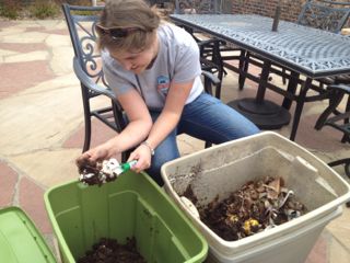 Worm bin harvesting