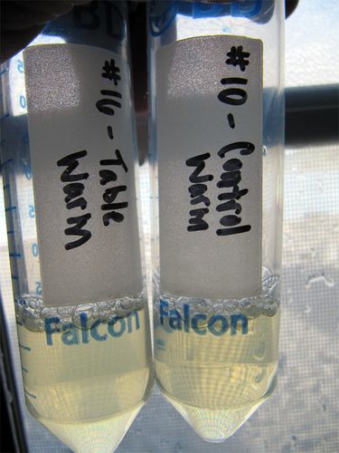 Which Tube Grew Microorganisms on Day One?