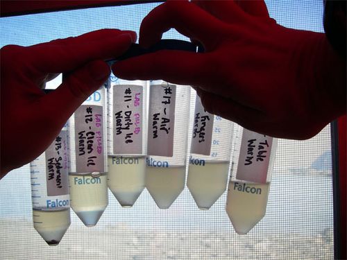 Which Tubes Grew Microorganisms on Day 4?