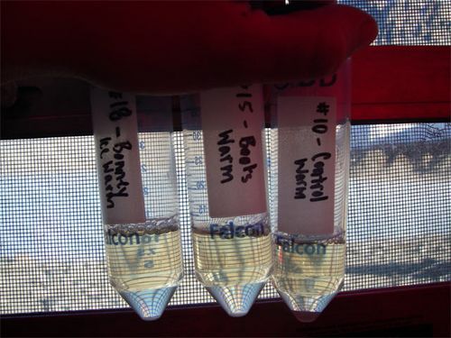 Which Tubes Grew Microorganisms on Day 5? 