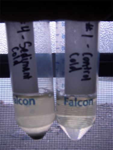 Which Tubes Grew Microorganisms on Day 6? 