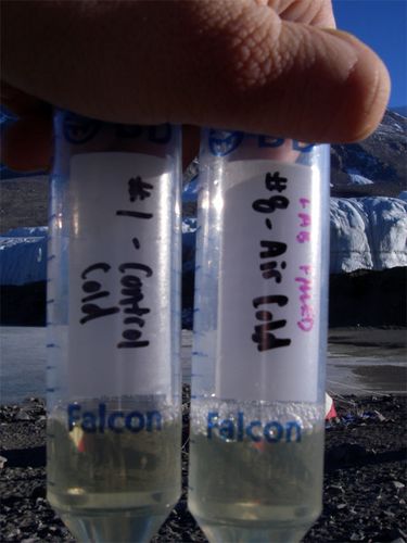 Which Tubes Grew Microorganisms on Day 8? 