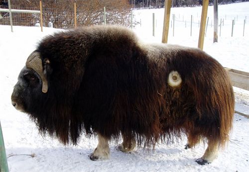 A Happy Muskox