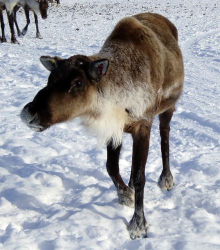 A Curious Caribou