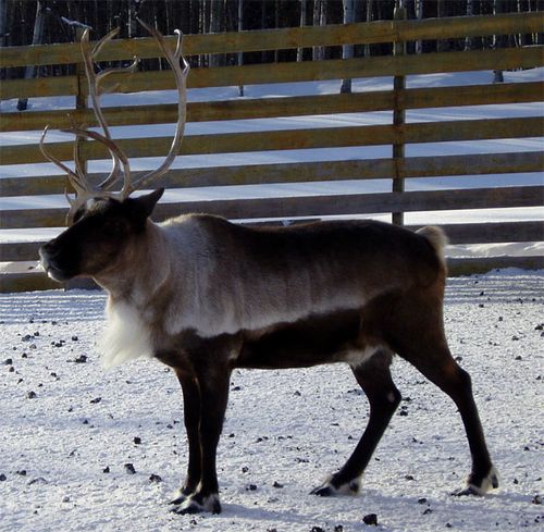 A Proud Reindeer