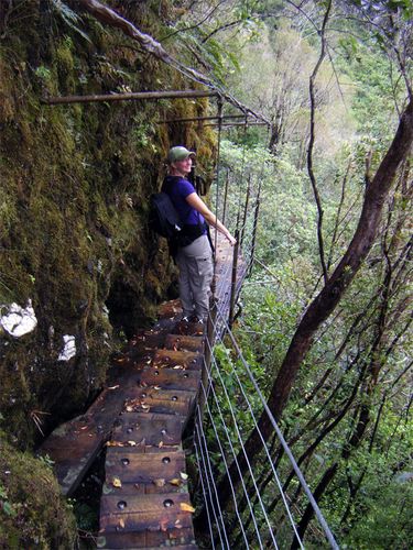 Hiking Through the Rainforest