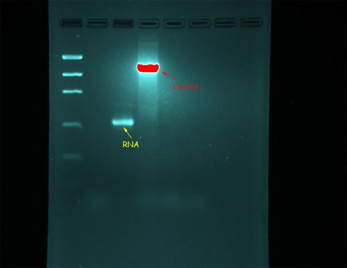 RNA!!!