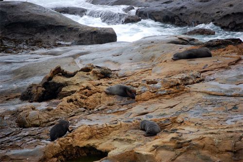 We Found Seals