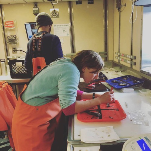 Chrissy Hernandez and Justin Suca dissecting Arctic Cod in the wet lab of the R/V Sikuliaq.