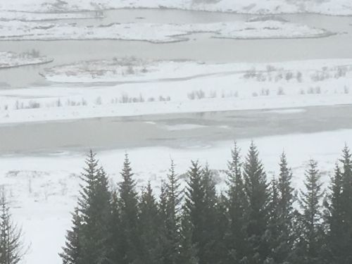 Evergreen forest planted through the Iceland Forestry program overlooking Lake Silfra in Þingvellir National Park