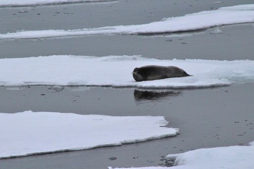 Bearded seal resting on annual ice Photo courtesy Betsy Wilkening. PolarTREC.com Ocean Atmosphere Sea Ice and Snowpack Interactions Expedition 2013.