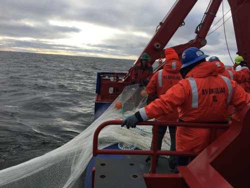 Bringing the mid-water trawl net back in.  What do you think they caught?  August 2017.  Photo by Lisa Seff.