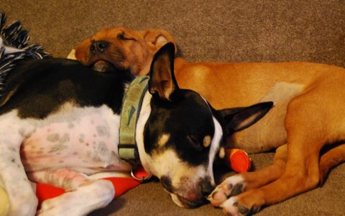 Mike and Claire&#39;s two pups taking a nap after a busy day.  Photo courtesy of Dr. Mike Lowe.