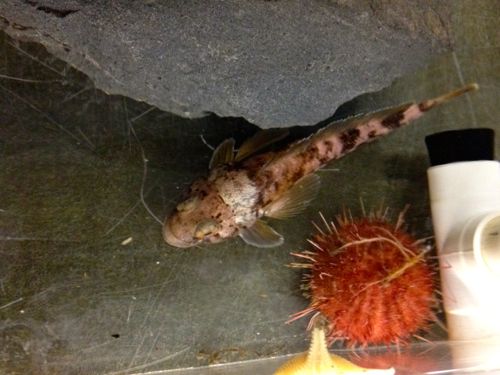 A juvenile emerald rock cod in the Crary Lab aquarium.