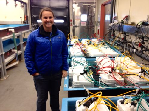 Animal physiologist  Britt Bjelde with the experiemental aquarium.