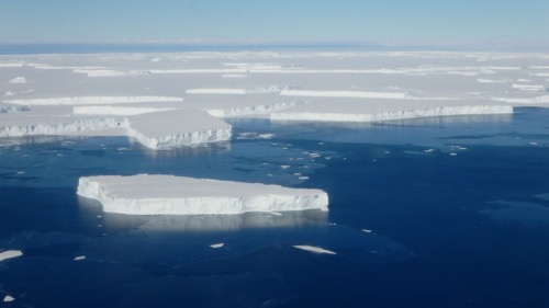 Icebergs vs. sea ice