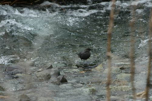 American Dipper