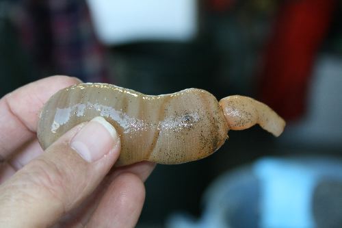 Echiuran Worm