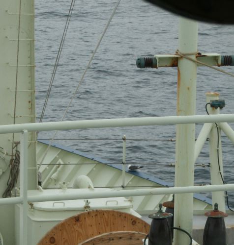 Unhappy Red-legged Kittiwake