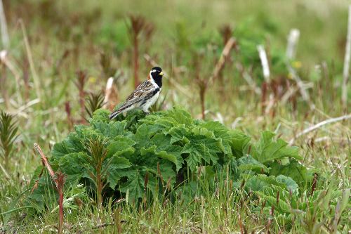 Lapland Longspur03