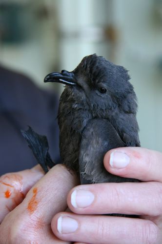 Leach's StormPetrel02