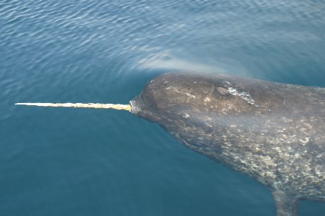 narwhal