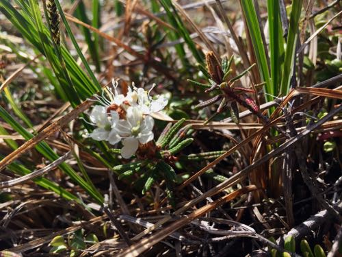 Ledum in bloom