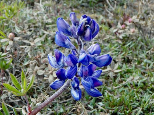 Wildfower along the Dalton Highway