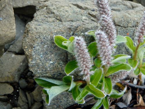 Salix at Imnaviat Creek