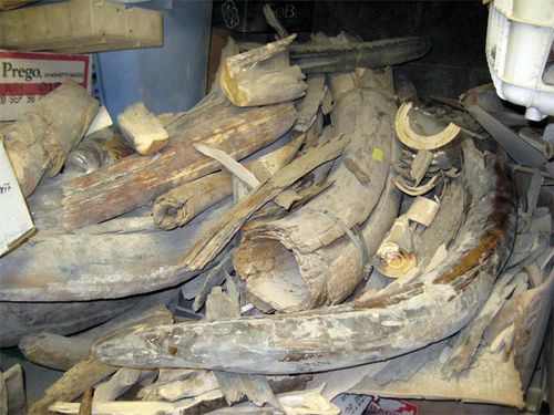 Pile of mammoth tusks