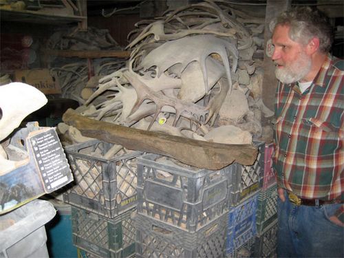 Pile of moose antlers