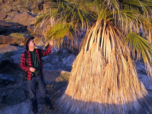 California Fan Palm