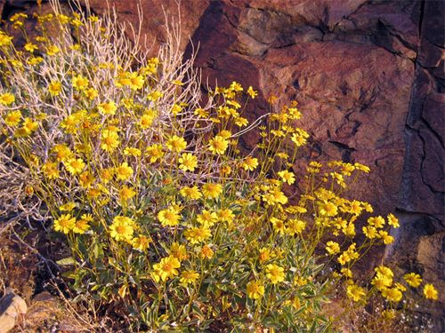 Brittlebush