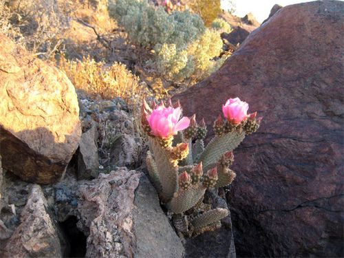 Beavertail Cactus